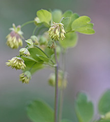 Thalictrum fendleri fendleri