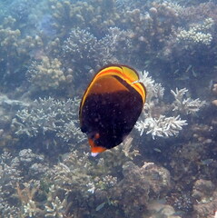 Chaetodon flavirostris