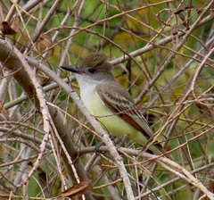 Myiarchus tyrannulus