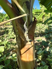 Latrodectus geometricus