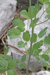 Thalictrum fendleri fendleri