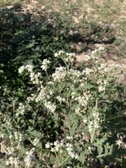 Parthenium confertum