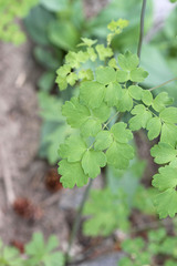 Thalictrum fendleri fendleri