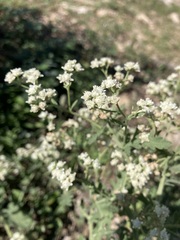 Parthenium confertum