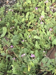 Erodium cicutarium