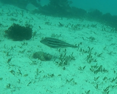 Meuschenia trachylepis