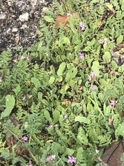 Erodium cicutarium