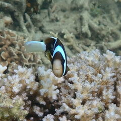 Amphiprion akindynos
