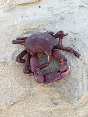 Taliepus nuttallii