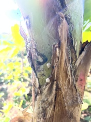 Latrodectus geometricus