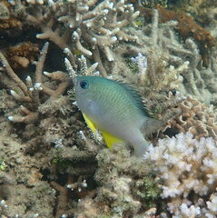 Amblyglyphidodon orbicularis