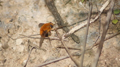 Bombyliidae