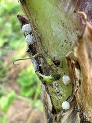 Latrodectus geometricus