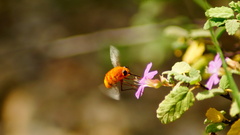 Bombyliidae