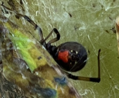 Latrodectus geometricus