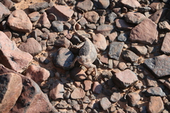 Agama anchietae