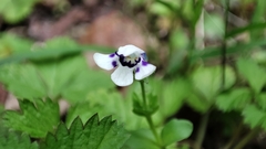 Lindernia rotundifolia