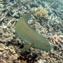 Plectropomus leopardus