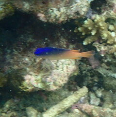 Chrysiptera caesifrons