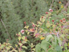 Pisoniella arborescens