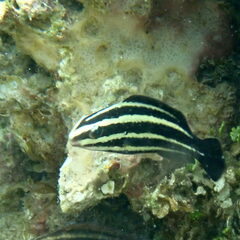 Chlorurus microrhinos