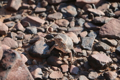 Agama anchietae