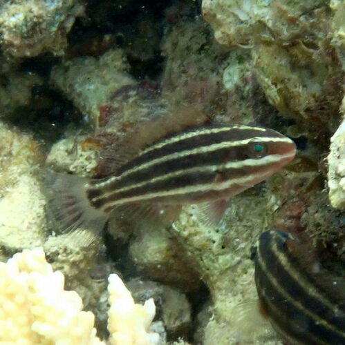Pacific Bullethead Parrotfish