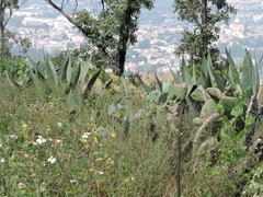 Agave