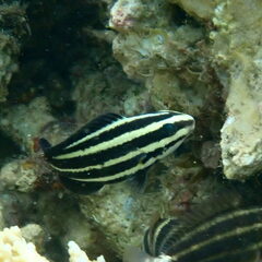 Chlorurus microrhinos