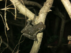Trachycephalus typhonius