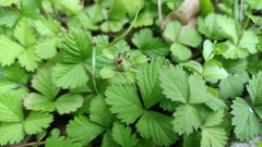Potentilla indica