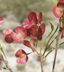 Dodonaea viscosa mucronata