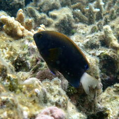 Pomacentrus chrysurus