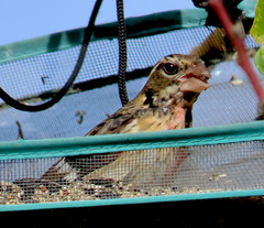 Pheucticus ludovicianus