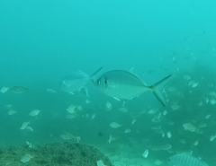 Pseudocaranx georgianus