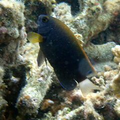 Pomacentrus chrysurus