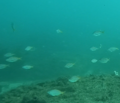 Atypichthys strigatus