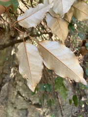 Elaeagnus