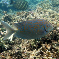 Siganus punctatus