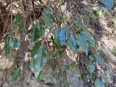 Elaeagnus