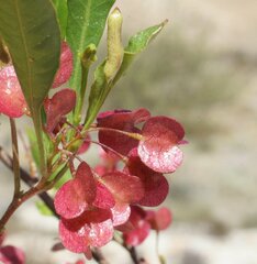 Dodonaea viscosa mucronata