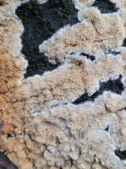 Basidioradulum radula