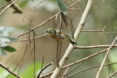 Leiothrix lutea