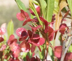 Dodonaea viscosa mucronata
