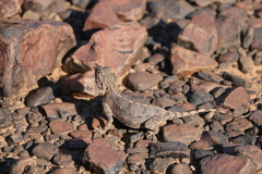 Agama anchietae