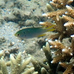 Neopomacentrus nemurus