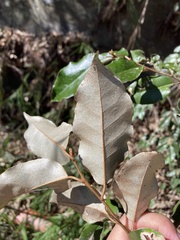 Elaeagnus
