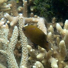 Cheiloprion labiatus