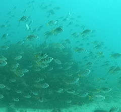 Atypichthys strigatus