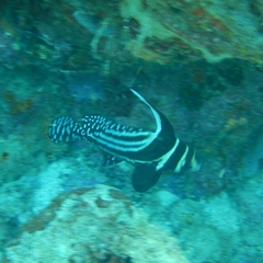 Eques punctatus
